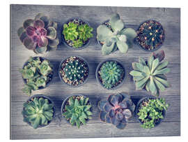 Gallery print Different succulents above the black wooden background