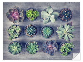 Autocolante decorativo Different succulents above the black wooden background