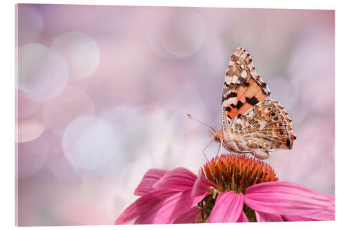 Acrylic print  Painted Lady 