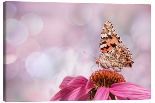 Canvas print  Painted Lady 