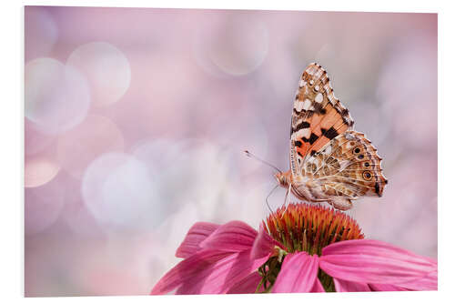 Foam board print  Painted Lady 