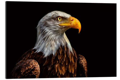 Acrylic print  bald eagles