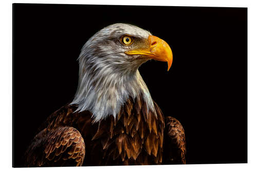 Aluminium print  bald eagles