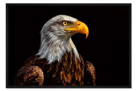 Gerahmter Kunstdruck Weisskopfseeadler