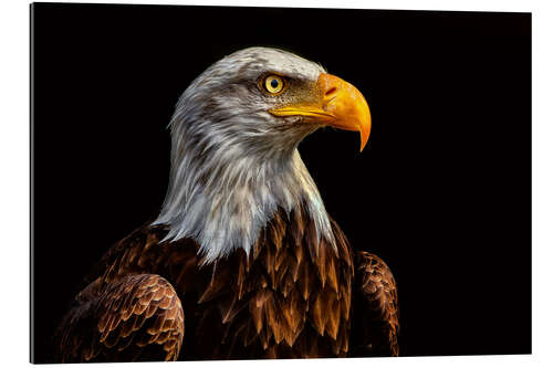 Gallery print  bald eagles