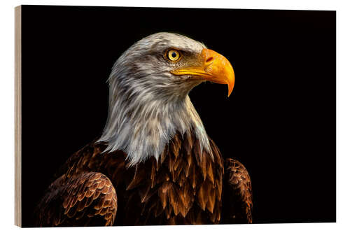 Quadro de madeira  bald eagles