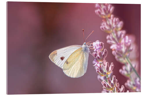 Acrylic print Pieris rapae