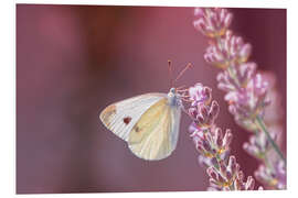 Foam board print Pieris rapae