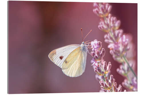 Galleritryck Pieris rapae