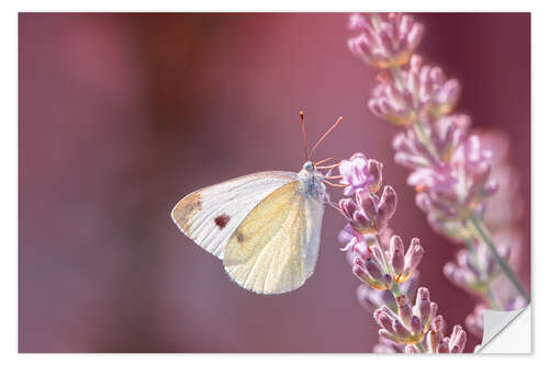 Selvklebende plakat Pieris rapae