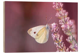 Cuadro de madera Pieris rapae