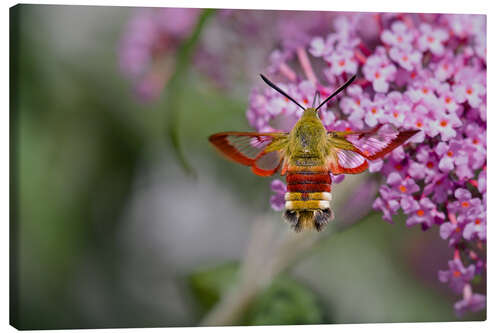 Canvas print hemaris fuciformis