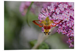 Foam board print hemaris fuciformis