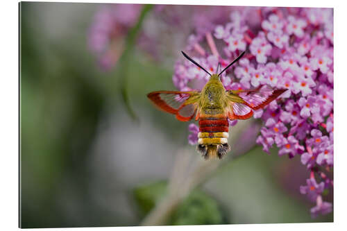 Gallery print hemaris fuciformis