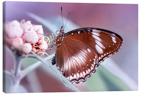 Obraz na płótnie butterfly fragrance