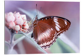 Gallery print butterfly fragrance