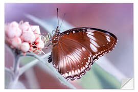 Selvklebende plakat butterfly fragrance