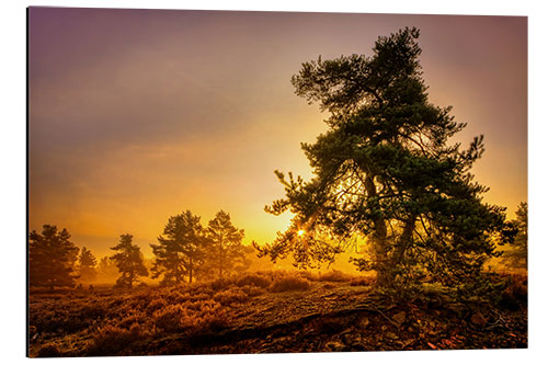 Aluminium print Heide tree