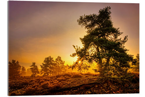 Gallery print Heide tree