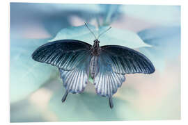 Foam board print  swallowtail butterfly 