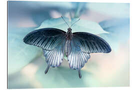 Gallery print  swallowtail butterfly 