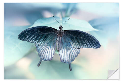 Autocolante decorativo  swallowtail butterfly 