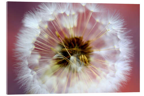 Acrylglasbild Pusteblumenzauber I