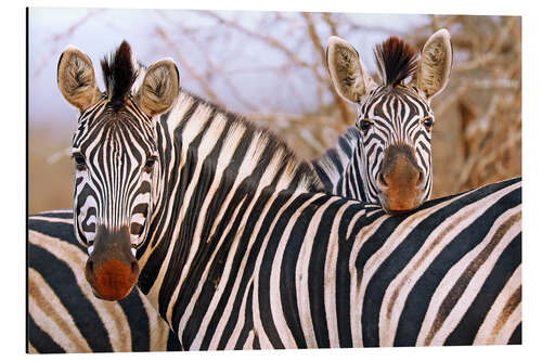 Tableau en aluminium Zebra friendship, South Africa