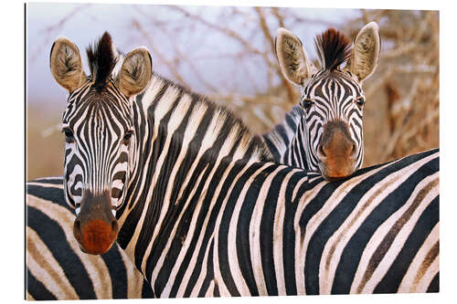 Galleritryck Zebra friendship, South Africa