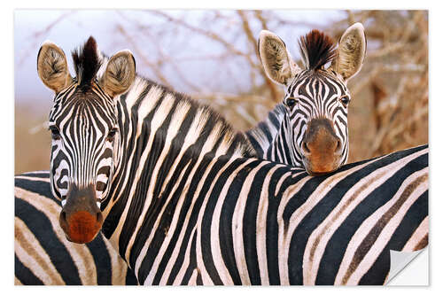 Naklejka na ścianę Zebra friendship, South Africa