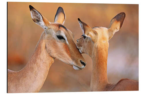 Aluminium print Impala friends, South Africa