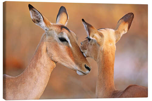 Canvas print Impala friends, South Africa