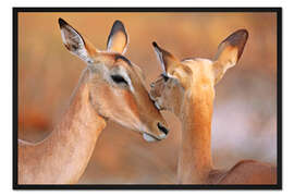 Gerahmter Kunstdruck Impala-Freundschaft, Südafrika