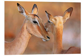 Quadro em PVC Impala friends, South Africa