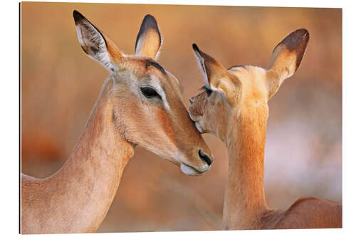 Gallery print Impala friends, South Africa