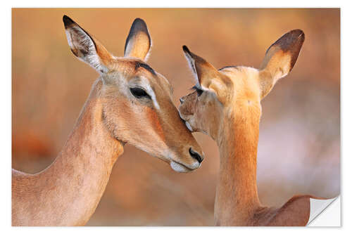 Wandsticker Impala-Freundschaft, Südafrika