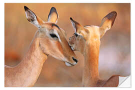 Naklejka na ścianę Impala friends, South Africa