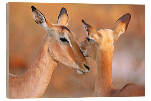 Wood print Impala friends, South Africa