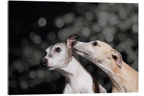 Gallery print Whippet friends