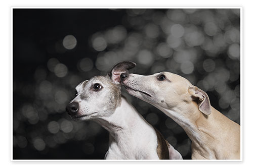 Poster Whippet friends