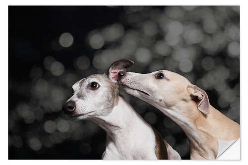 Selvklebende plakat Whippet friends