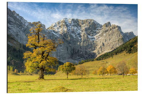 Stampa su alluminio Large maple ground in Austria in autumn