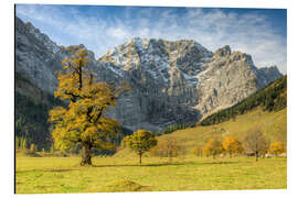 Aluminiumsbilde Large maple ground in Austria in autumn