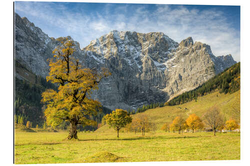 Quadro em plexi-alumínio Large maple ground in Austria in autumn