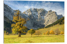 Gallery print Large maple ground in Austria in autumn