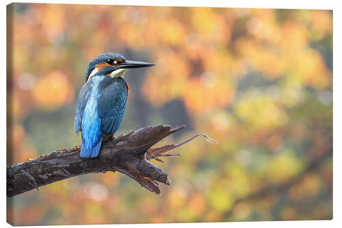 Canvas print kingfisher