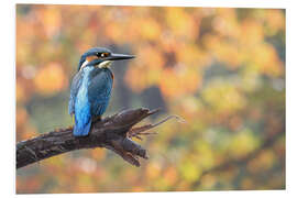 Foam board print kingfisher