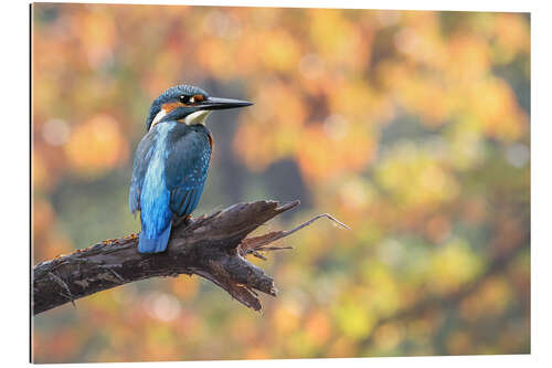 Gallery print kingfisher