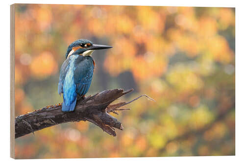 Quadro de madeira kingfisher