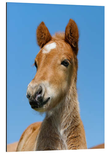 Aluminiumtavla Cute Pony foal portrait in front of blue sky